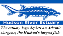 hudson estuary sturgeon