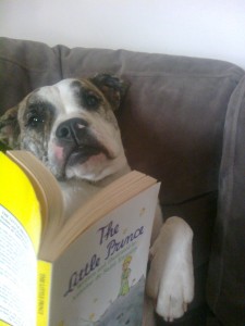 Boomer reads the Little Prince