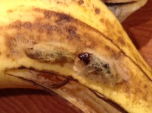 Banana Spider Close up